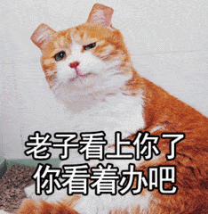 丧猫斜视老子看上你了你看着办吧gif动图_动态图_表情包下载_soogif