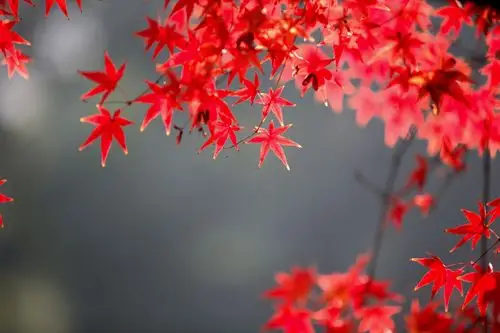 一秋枫叶 为谁染红