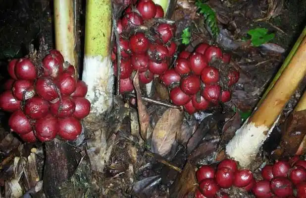 草果的产地分布位于云南,广西,贵州,四川南部,广东等地.