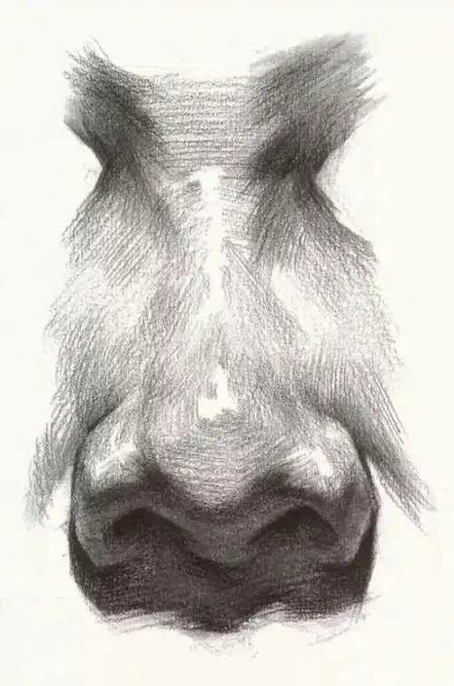 素描头像五官之鼻子,耳朵详细步骤图,学会画五官,甩对手几条街