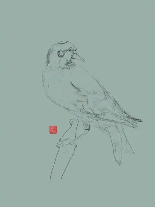 板绘写实小鸟练习#画画  #我是原创插画师  ##画画的日常  #绘画  #板