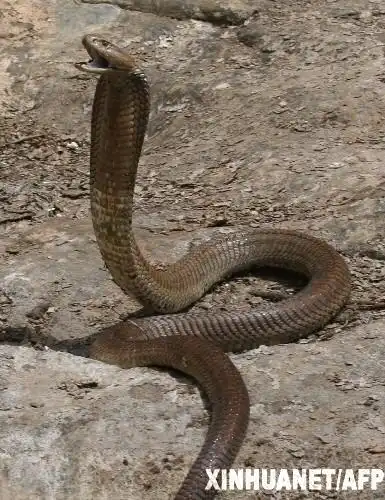 世界最大射毒眼镜蛇