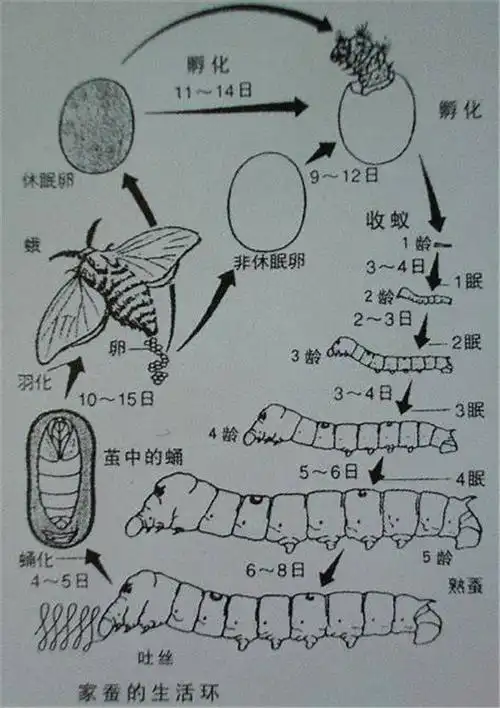 云飞杂记细菌传之蚕病防治