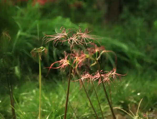 【风景】彼岸花