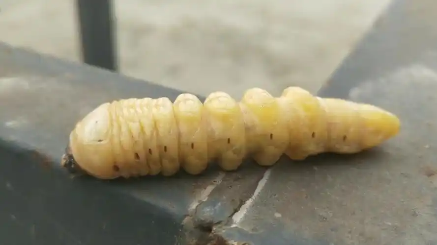 谁知道这个虫子是什么吗?家乡人称这是地蛹,出土锐变成水牛了!