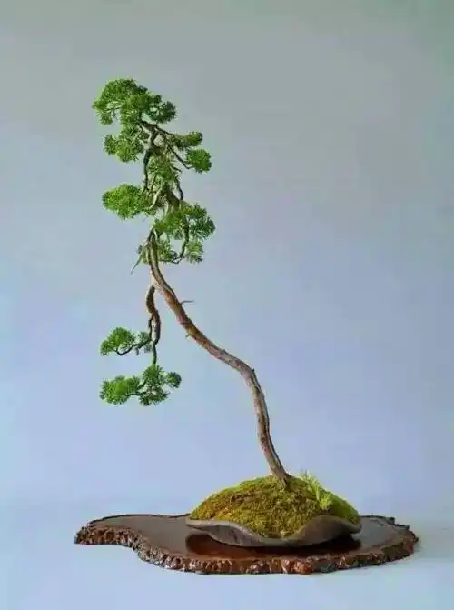 大师级文人树盆景艺术欣赏_树龄_真柏_树形