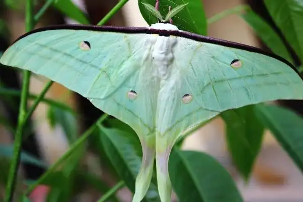 都分别长有黄色圆点,但是比较独特的是,这种蛾子的翅膀前端边缘长有非
