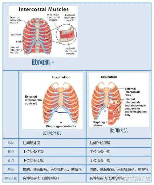 肋间内肌,肋间外肌傻傻分不清? 一个表格教你分清!