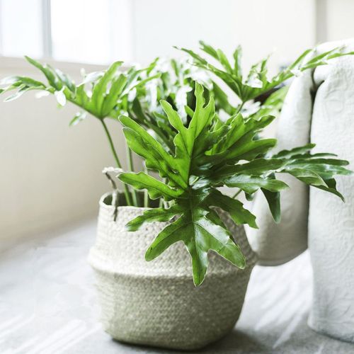 可水培春羽蔓绿绒春雨耐阴绿植盆栽室内桌面绿植吸甲醛净化空气