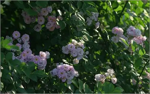 七姊妹 rosa multiflora var.platyphylla thory