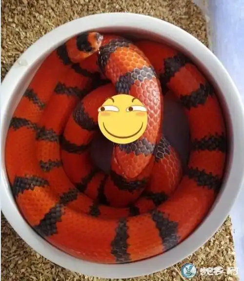 看看这个红黑色白化红白化洪都拉斯红黄黑三色这种变异花纹很偶特点