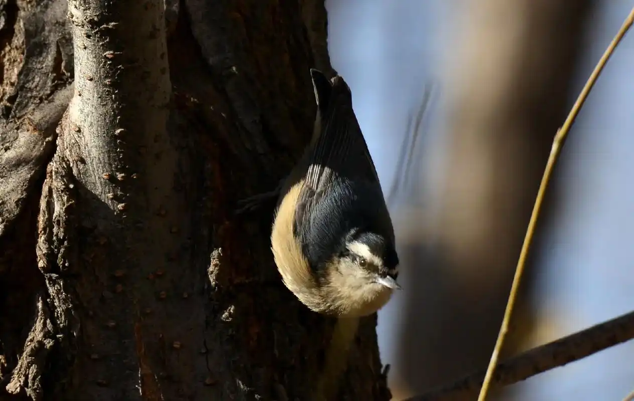 普通䴓(䴓科䴓属鸟类,分布于北方大部分地区,常见于落叶林区, - 抖音
