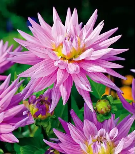 世界上花卉品种最多的物种之一"大丽花"