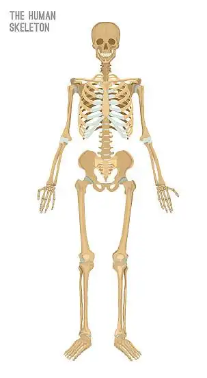 女性骨骼图像