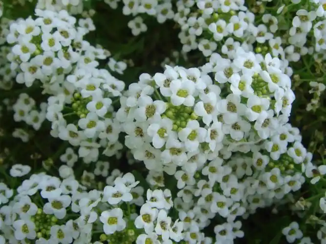 每日一花香雪球