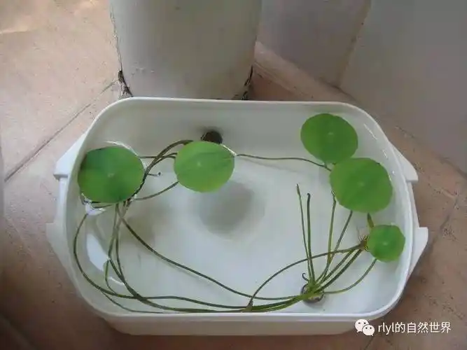 【小凌老师植物学】今日--读者点播 · 荷花!