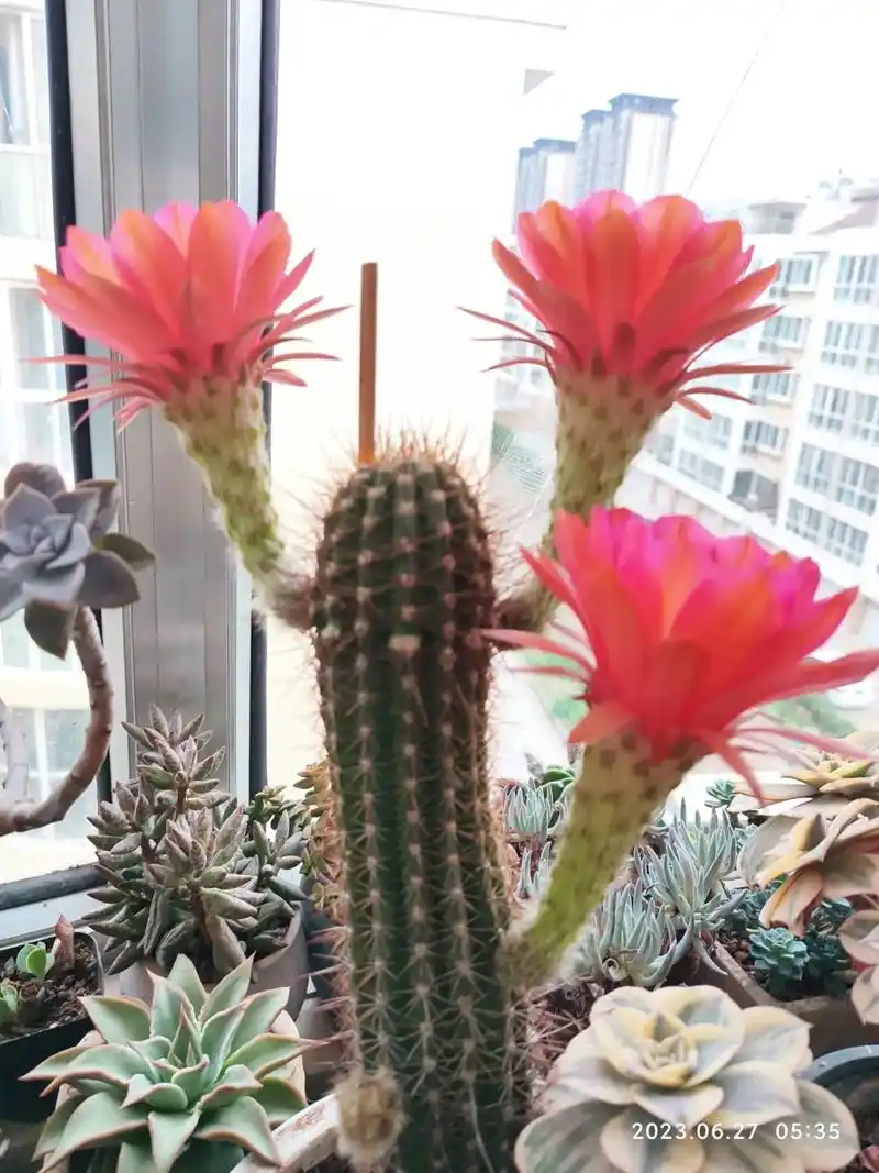 毛花柱又开花了!夏天还是这玩意好养,买来的时候 - 抖音