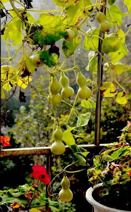 手捻金葫芦 自己种着玩