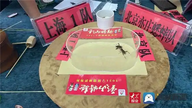 天气转凉,虫鸣渐起,体格壮实的蟋蟀也到了相斗的最佳时间.