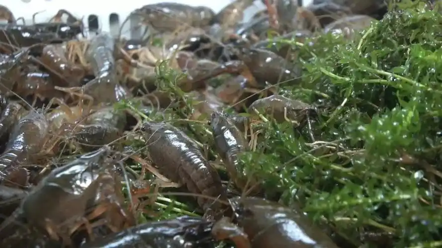 小龙虾这样投苗才能活!|成都水产捕捞联盟
