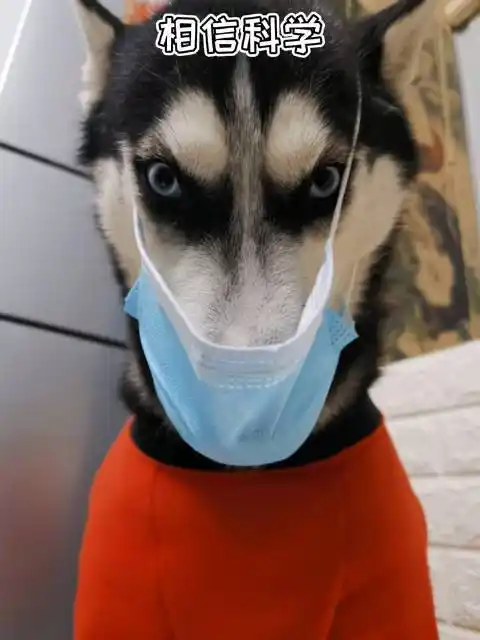 疫情期间戴口罩的狗狗不同的狗狗戴口罩二哈绝对是最配合的一个喵喵玩