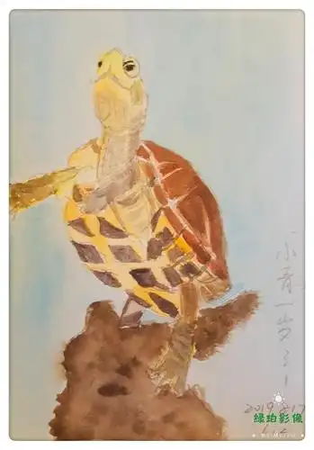 黄喉拟水龟小青