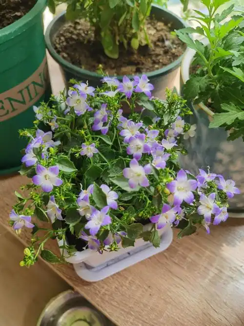 丹麦风铃草不是一次性盘了两个月终于复花