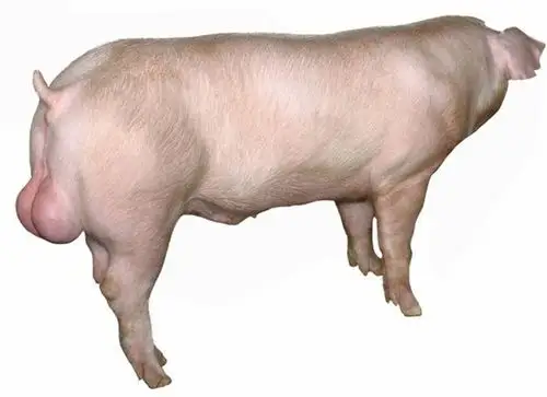 长白原种猪(landrace)|湖南天心种业有限公司|搜猪网