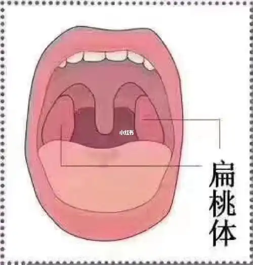 正常情况下人的口腔是不会有明显异味的.