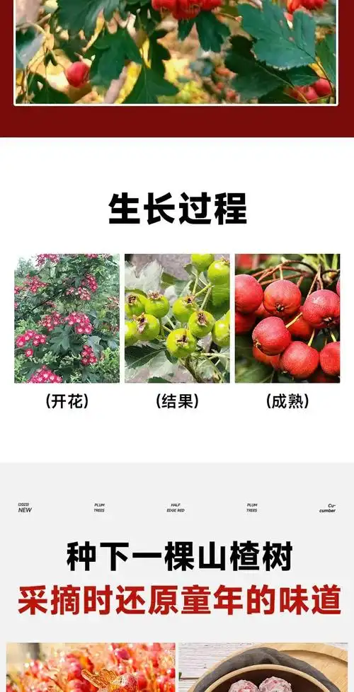 山楂树活苗盆栽特大山楂果树果苗嫁接红果庭院南北方种植当年结果
