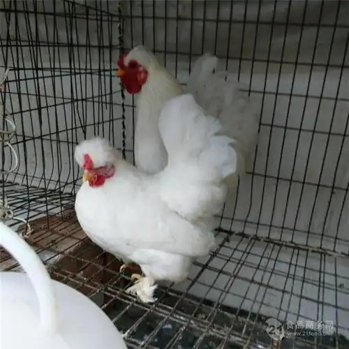 元宝鸡苗价格元宝鸡养殖