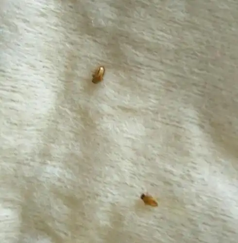 展开全部 有点像蟑螂幼崽,具体看不太清,不过不管是什么虫,可以到