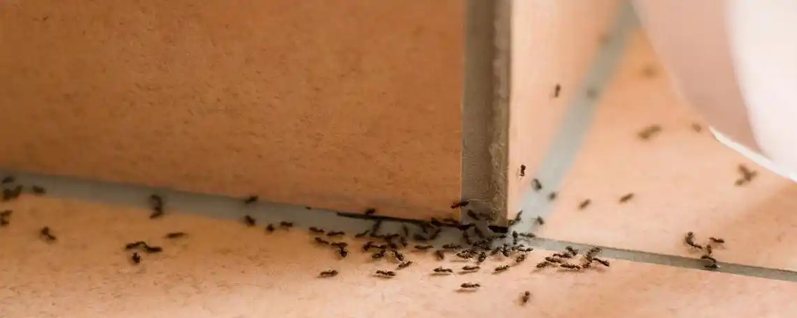 家里为什么会有蚂蚁是因为什么引起的