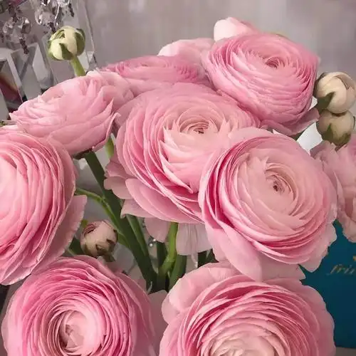 荷兰进口洋牡丹鲜切花高端家用插花新娘手捧花上海顺丰包邮