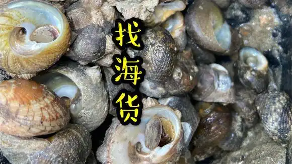 渔网放完后跑去孤岛捡螺,都是大塔螺个头都是很大,一斤20块钱!
