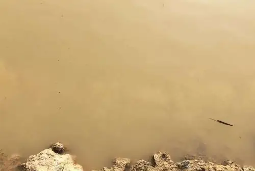 景观鱼池锦鲤鱼池水浑浊发黄绿用微生物净水剂解决