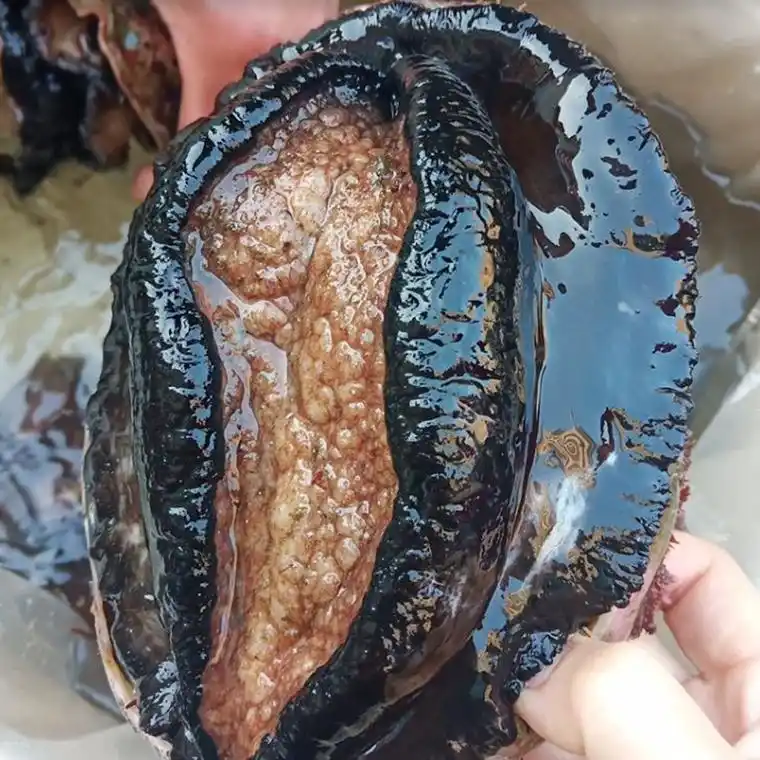 鲜活大鲍鱼黑金鲍新鲜一斤一只进口刺身级别商用海捕超大鲍鱼