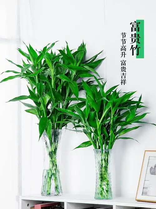 富贵竹水培植物水养客厅转运竹室内绿植盆栽招财好养竹子节节高