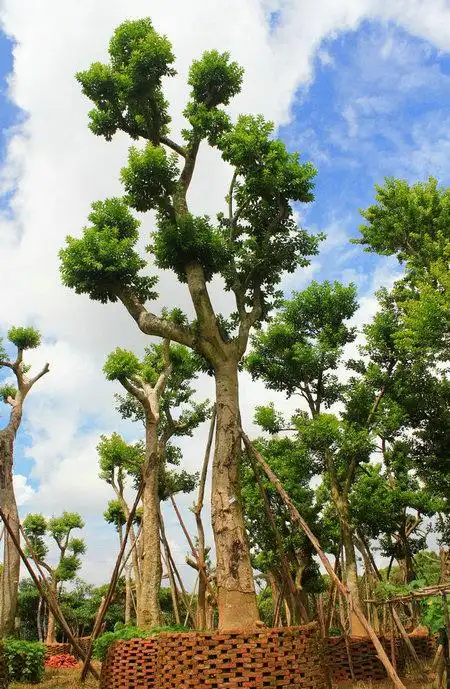 白银树小苗|广东白银树|阳江白银树价格