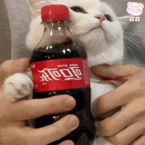 可爱猫咪表情包动图 摇可乐表情包