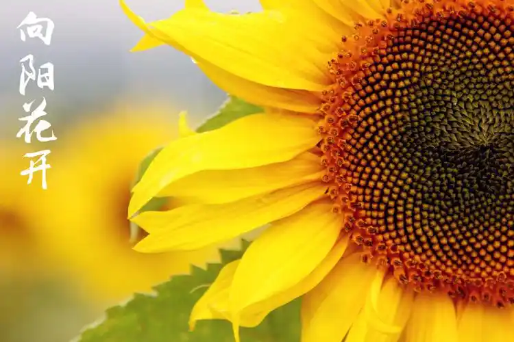 向阳花开