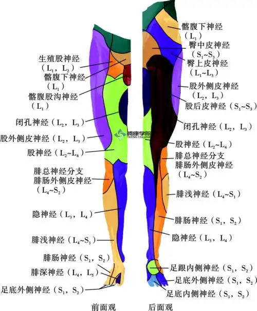 【功能评估】腰丛神经功能评估