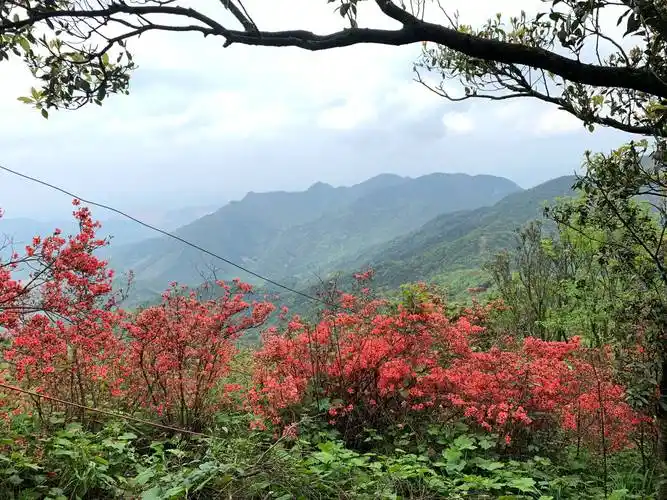 通天蜡烛山赏花行