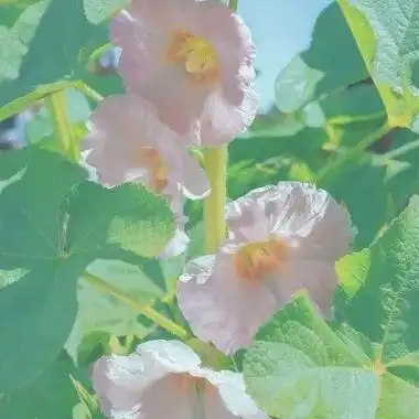 风景头像 - 喵喵福 - 抖音