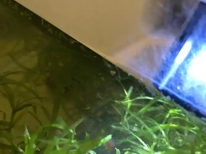 求助鱼缸惊现白丝虫