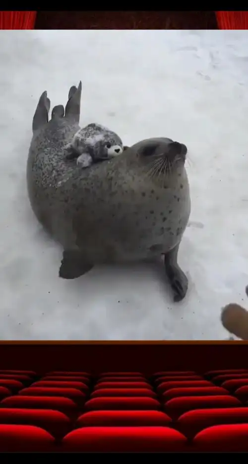 海豹拍肚子是什么意思