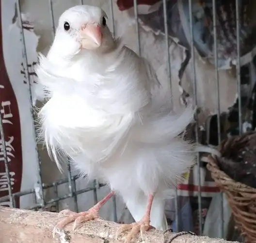 一六年白玉鸟价格养鸟担心选到野生保护动物