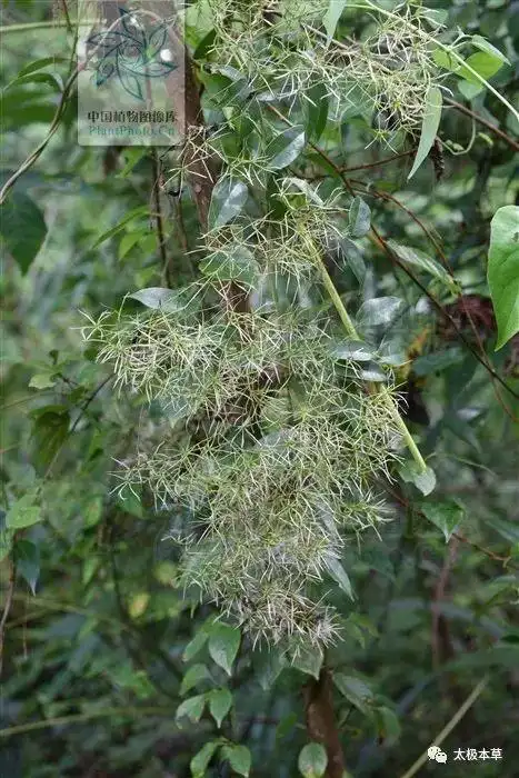 急性腰扭伤,用此方试试|当归|威灵仙|牛蒡子|方剂_网易订阅