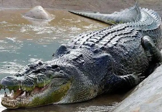 地球上最大的鳄鱼是什么鳄鱼有多大?10大鳄鱼排行榜