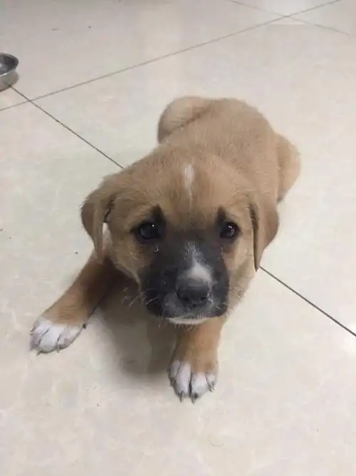 两个月大的萌萌田园犬求收养